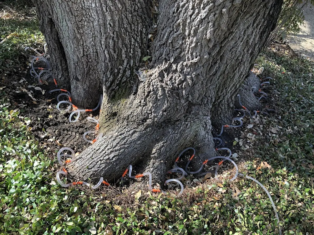 Detailed Tree Cabling and Bracing job site in Onalaska