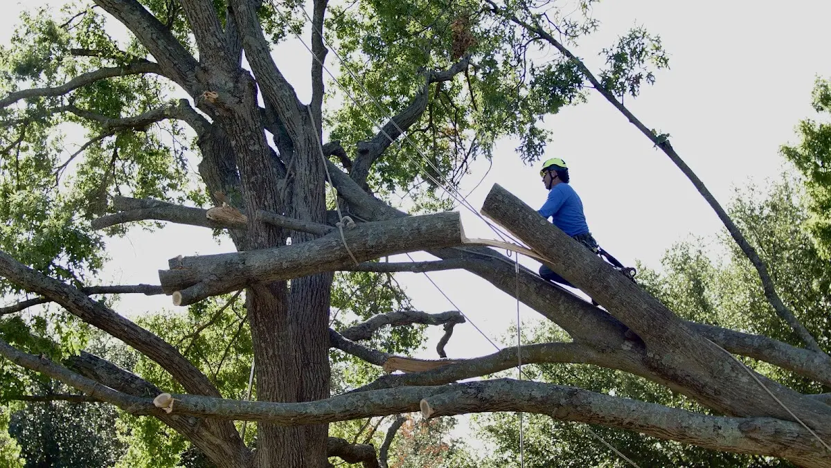 Professional Crown Thinning performed by certified arborists in Onalaska